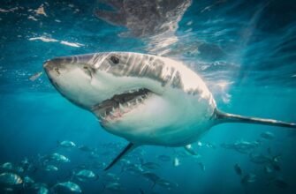 Як вижити при атаці акули: поради та дії для вашої безпеки