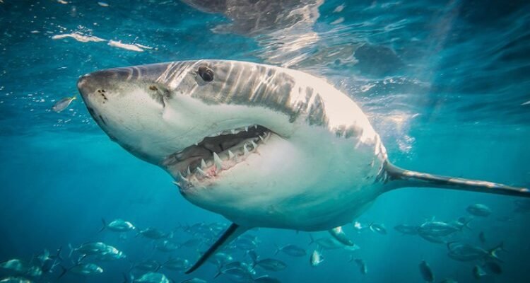 Як вижити при атаці акули: поради та дії для вашої безпеки