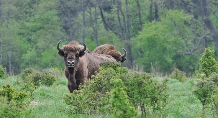 Цікаві факти та історія Біловезької Пущі: ТОП-20 відкриттів для вас