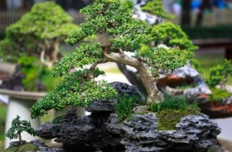 H1: “Бонсай: Мистецтво Вирощування Мініатюрних Дерев у Домашніх Умовах”