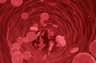 Холестерин: функції, роль в організмі та наслідки його надлишку