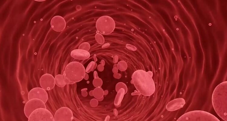 Холестерин: функції, роль в організмі та наслідки його надлишку