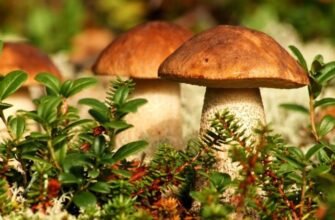 “Міцелій гриба: визначення, функції та роль у природі та садівництві”