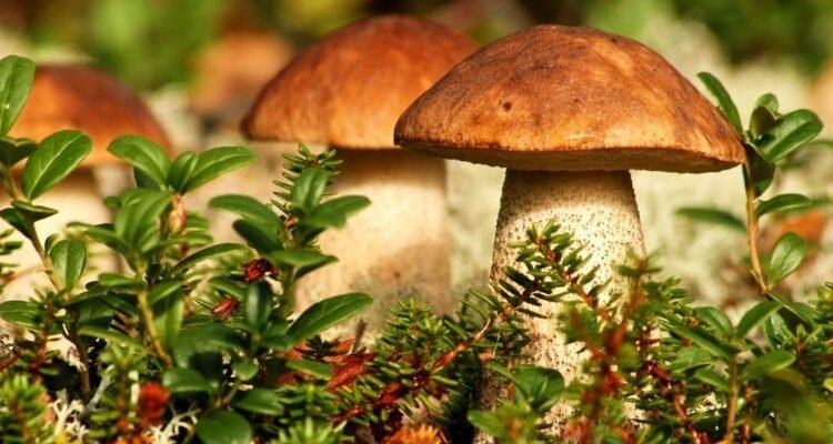 “Міцелій гриба: визначення, функції та роль у природі та садівництві”