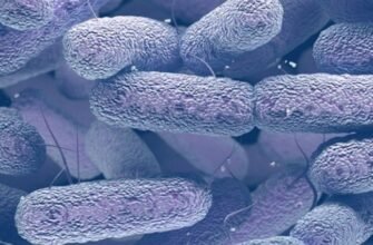 Прокаріоти: визначення, будова, функції та їх значення для природи