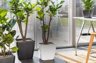 “Розумний” горщик з автополивом: огляд та переваги інновації