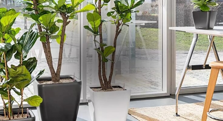 “Розумний” горщик з автополивом: огляд та переваги інновації