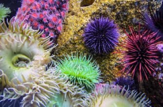 Біоценоз: Розуміння Гармонії й Взаємодії в Живій Природі