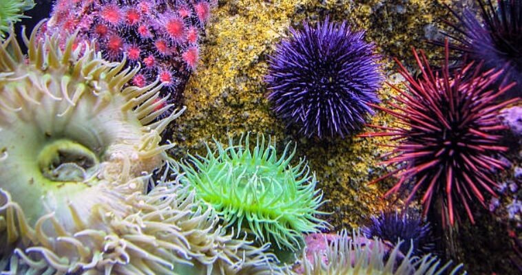 Біоценоз: Розуміння Гармонії й Взаємодії в Живій Природі