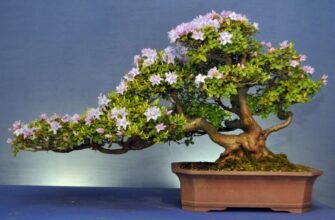 Що таке бонсай: мистецтво вирощування мініатюрних дерев вдома