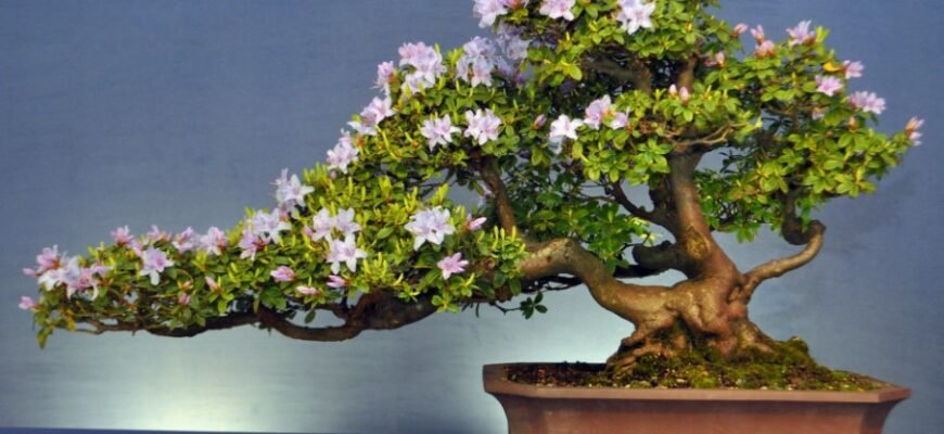 Що таке бонсай: мистецтво вирощування мініатюрних дерев вдома
