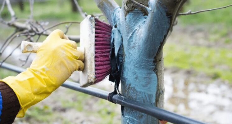 Бордоська суміш: склад, користь та застосування в садівництві