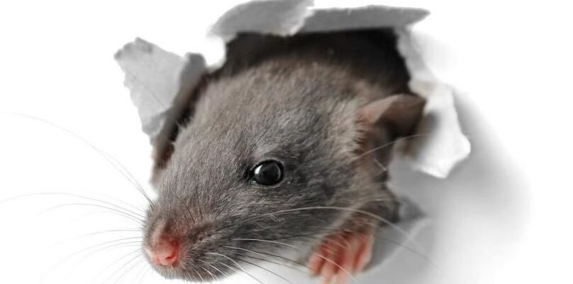 Дератизація: Визначення, методи та важливість у боротьбі зі шкідниками