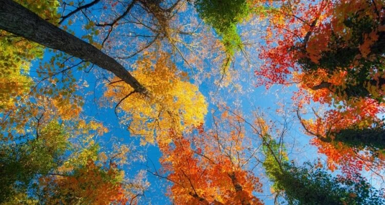 Що таке епітети: визначення, приклади та роль у літературі