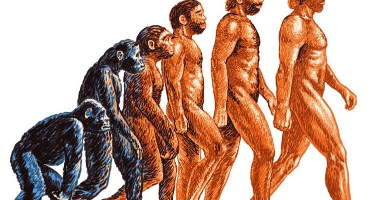 Еволюція: Як людина пройшла шлях від приматів до Homo sapiens