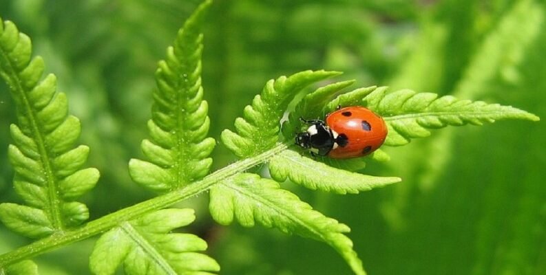 Флора і фауна: визначення, особливості і їх значення для природи