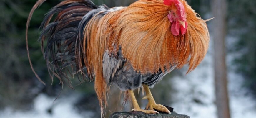 Голос когутів світанку: значення в природі та культурній спадщині України