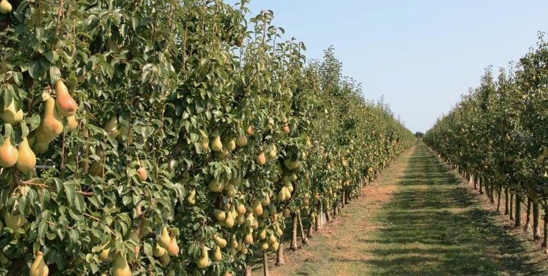 Колоновидні дерева: ідеальне рішення для компактного саду