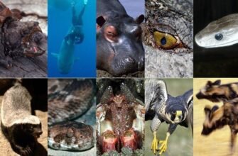 Консументи: визначення, роль та значення у екосистемах світу