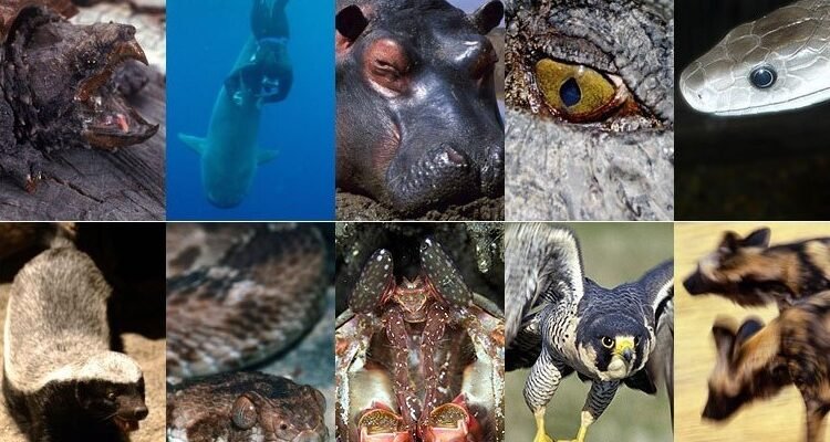 Консументи: визначення, роль та значення у екосистемах світу