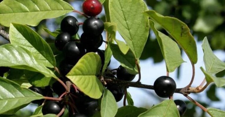 Що таке крушина: Властивості, користь та застосування рослини