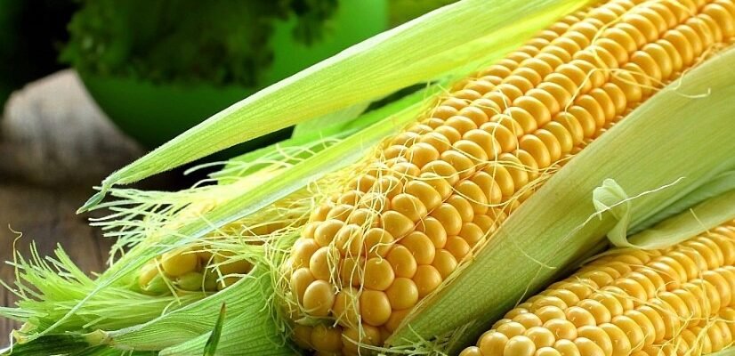 Кукурудзяні рильця: властивості та лікувальні властивості для здоров’я