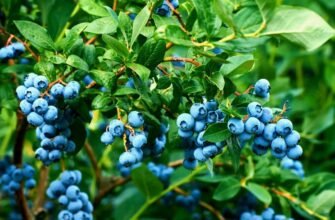 Лохина: Користь, Популярність та Вплив на Ваше Здоров’я