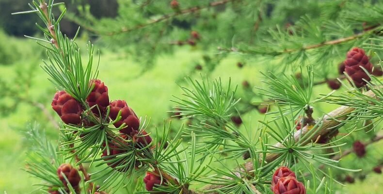 Що таке модрина: Властивості та локації росту в Україні