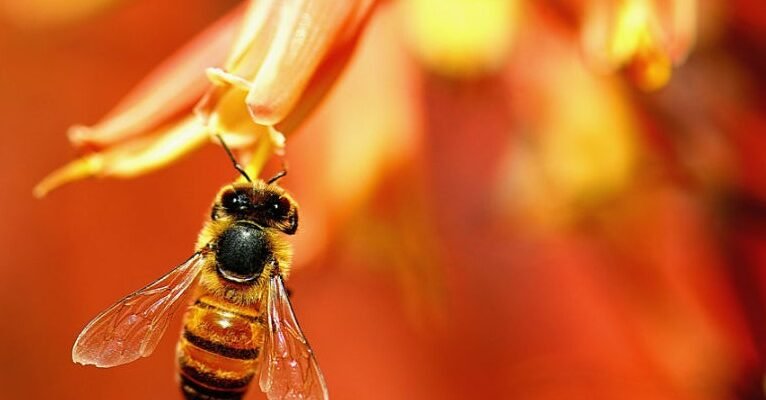 Розкриття поняття нектару: від складу до користі для людини