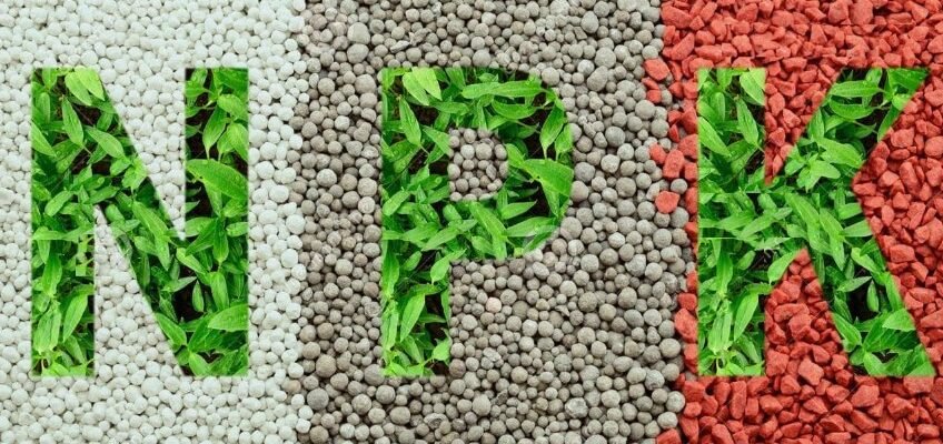 Нітроамофоска: склад, застосування та переваги добрива для рослин