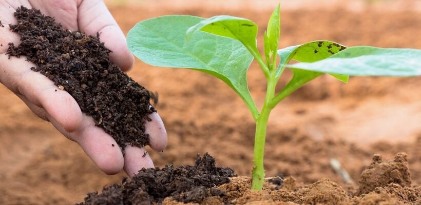 Органічні добрива: природна сила для покращення родючості ґрунту