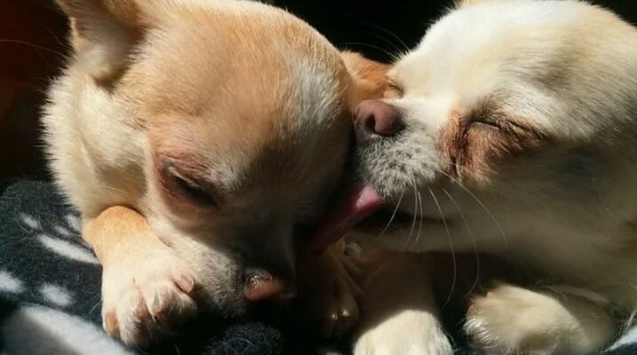 Поведінка тварин: взаємодія з навколишнім середовищем та її значення