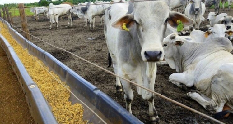 Премікси: Визначення, Склад та Переваги для Тваринництва