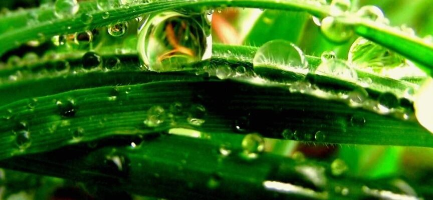 “Роса: Срібні Сльози Світанку — Явища та Значення для Природи”