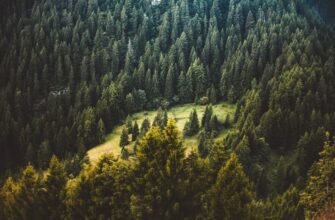 Зелена архітектура природи: розуміння рослинних угруповань екосистем