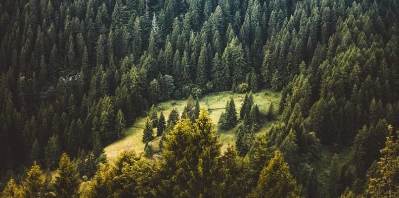 Зелена архітектура природи: розуміння рослинних угруповань екосистем