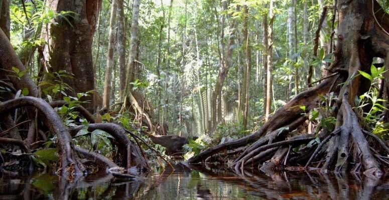 Сельва: Визначення, Особливості та Життя Унікальних Тропічних Лісів