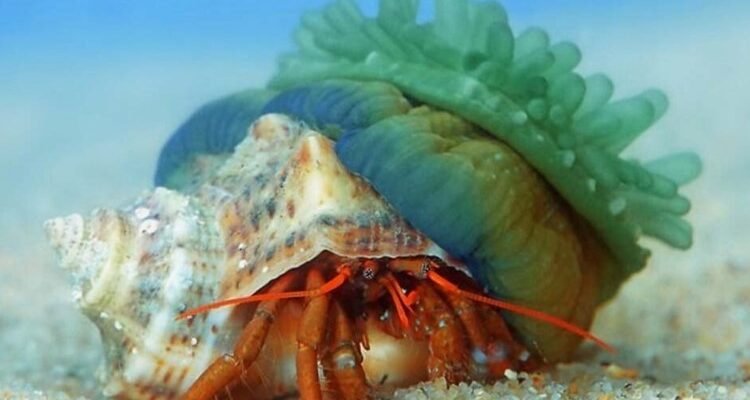 Симбіоз: Розуміння взаємовигідних відносин у природі та суспільстві