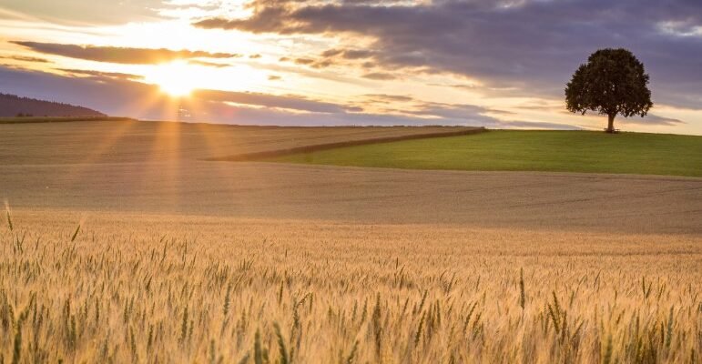 Розкриття поняття “царина”: Властивості, значення та використання
