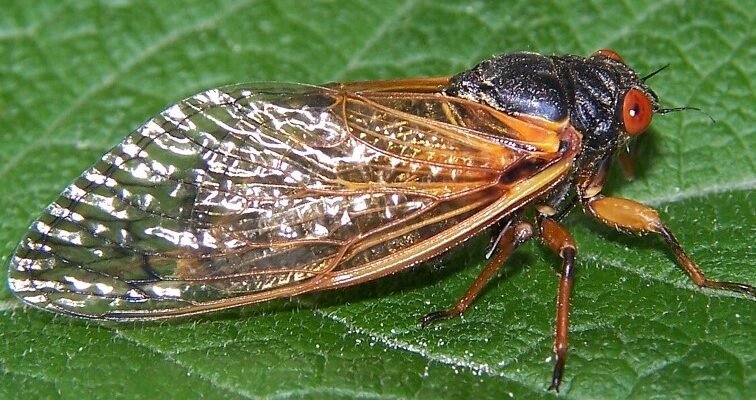 Що таке цикада: основні факти про унікальних співочих комах