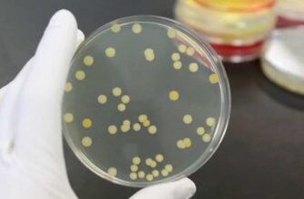 Золотистий стафілокок: Невидимий ворог, який загрожує здоров’ю людини