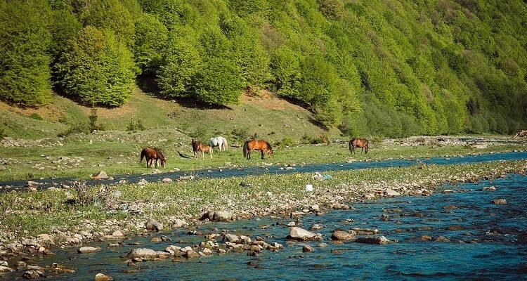 Біоценоз: Визначення, Структура та Роль у Екосистемах