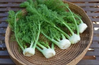 Фенхель: корисні властивості, застосування та користь для здоров’я