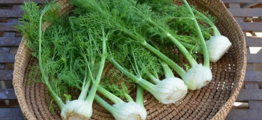 Фенхель: корисні властивості, застосування та користь для здоров’я Фенхель: корисні властивості, застосування та користь для здоров’я