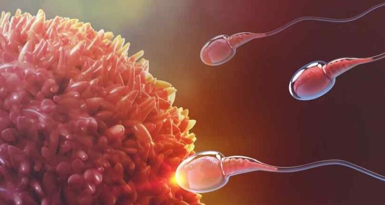 Гамета: визначення, особливості та роль у процесі запліднення