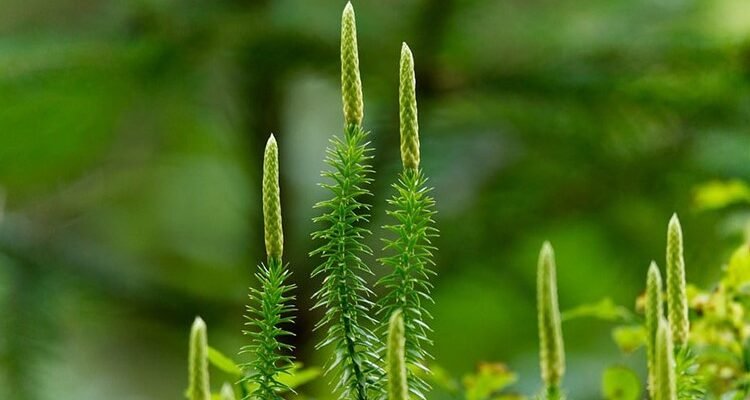 Гаметофіт: Визначення, Функції та Роль у Життєвих Циклах Рослин