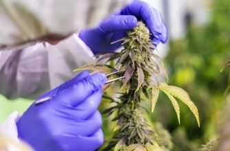 Канабіс: Визначення, види та застосування в сучасному світі