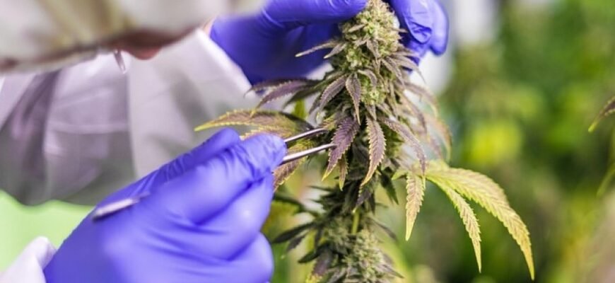 Канабіс: Визначення, види та застосування в сучасному світі