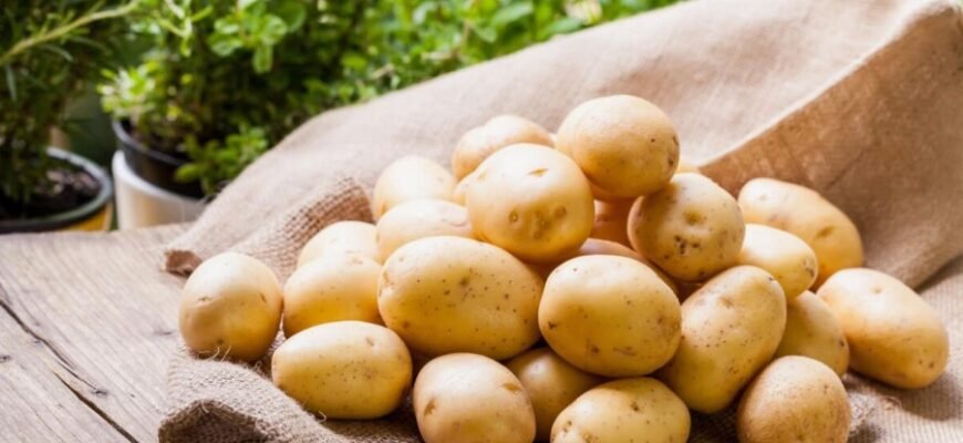 Картопля: Ваша Комплексна Енциклопедія Відомостей про Основний Овоч