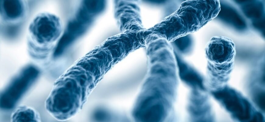 Що таке хромосоми: Від генетичних кодів до спадковості людства